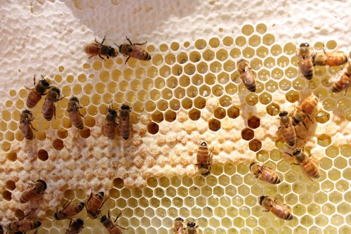 This is the important bit: the brood cells in the middle of the photo, which hatch out new bees.