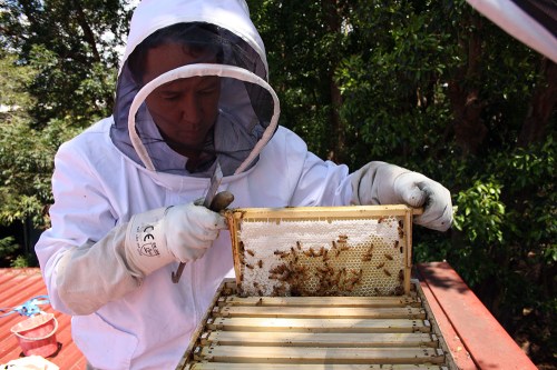 Opening up the hive, to check on its health.