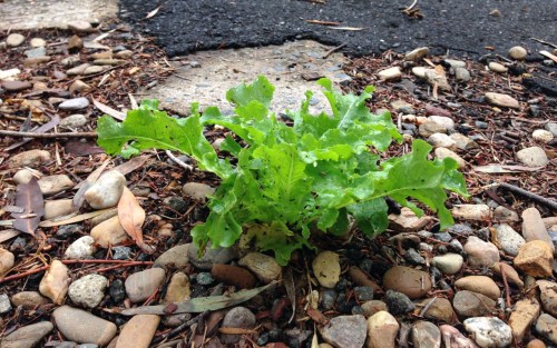 A rogue lettuce, growing in our driveway