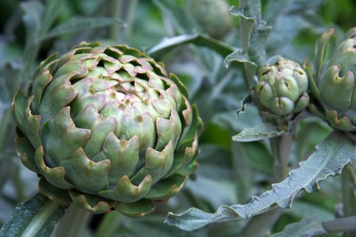 Globe artichokes, which make quite a statement in the garden.