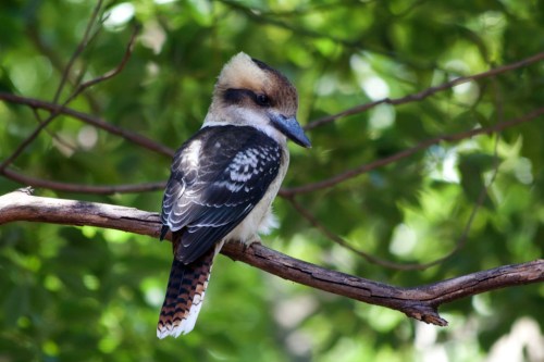 A kookaburra keeps an eye out to for food.
