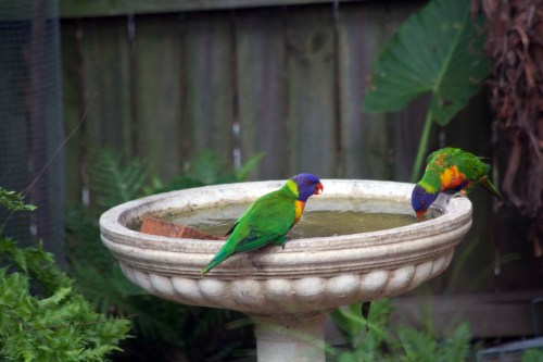 Rainbow lorikeets drinking from our birdbath.