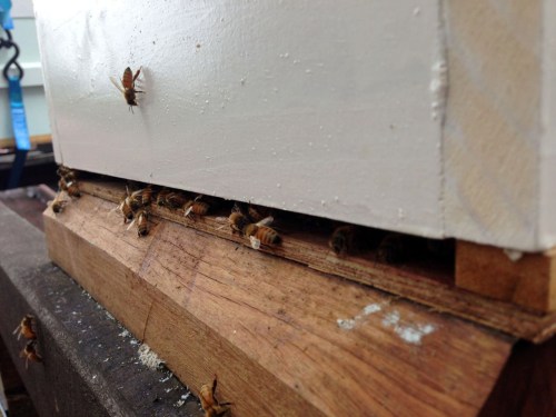Our new bees, busy already!