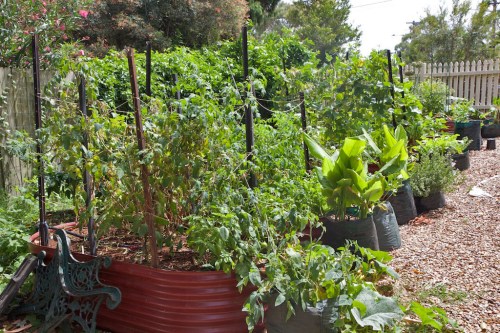 The vege patch, at the side of the house (looking towards the street).