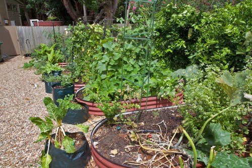 The vege patch again, this time looking in from the street.