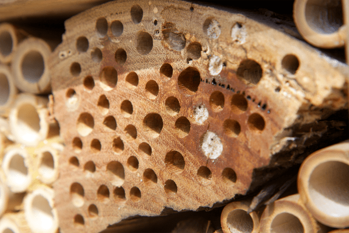 Have insects already made a home?