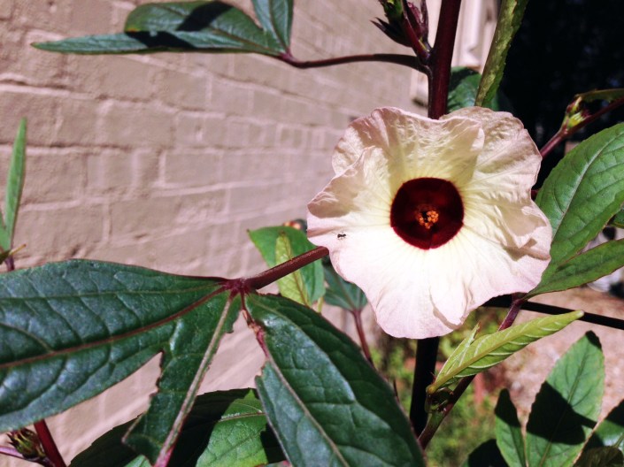 Our rosella plant in flower.