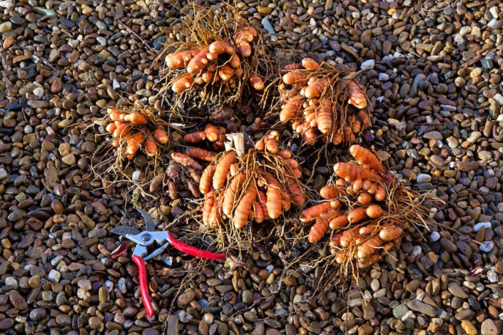 The tumeric roots, fresh out of the ground