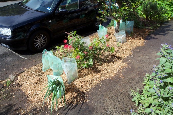 The start of what should become a thick and bushy strip of native plants.