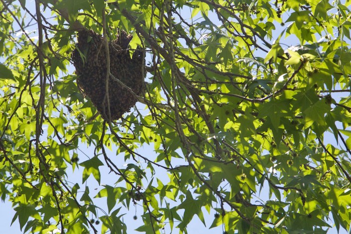 The swarm of bees, hanging off a tree branch