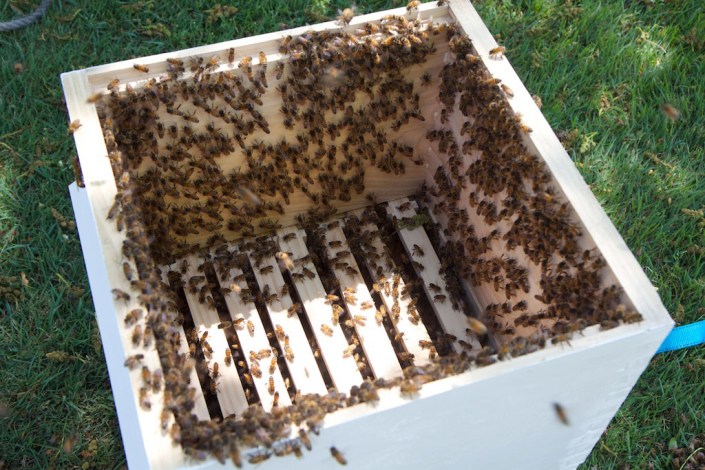 The swarm was shaken into my waiting boxes...