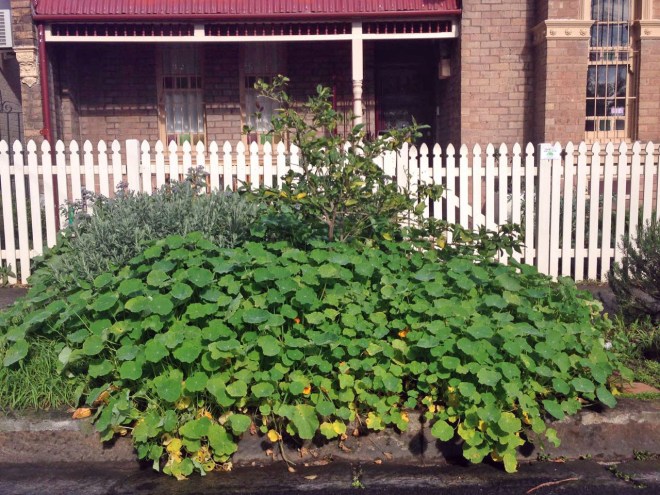 Yes, that's a lemon tree buried in amongst the nasturtiums...