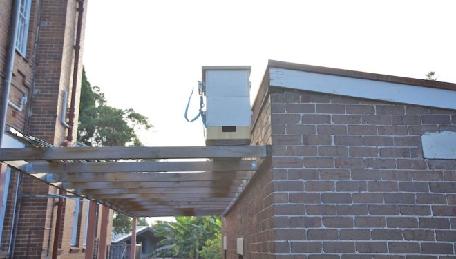 One of my new bait hives, established beside the former convent, next door to our house. Within a fortnight it caught a swarm!