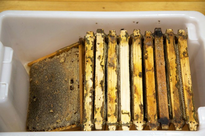 10 frames from my main bee hive, bursting with honey