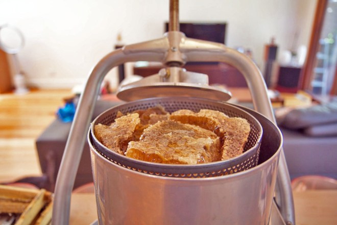 The honey press, filled to the brim with honeycomb, ready for extraction.