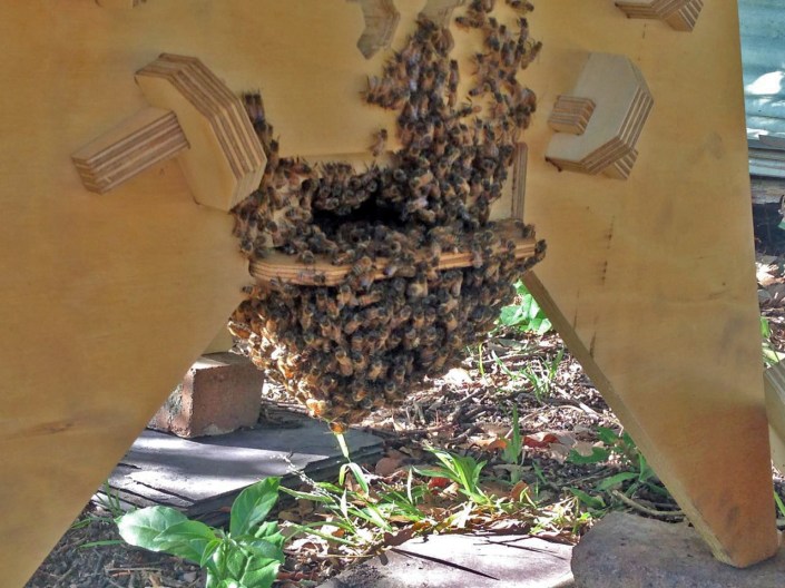 The bees bearding at the front entrance of the hive, within a month of the hive being established.