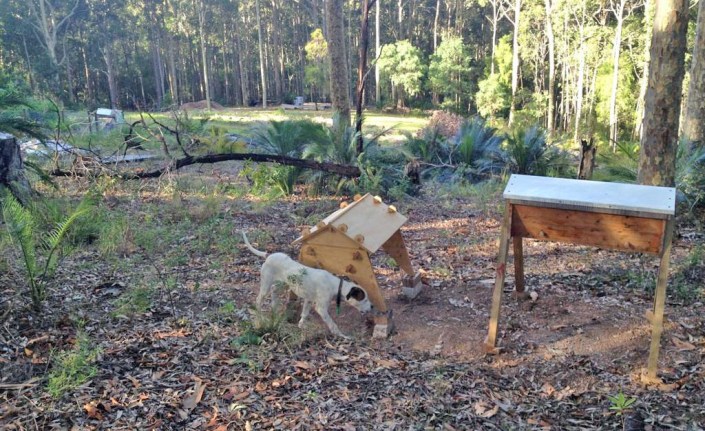My top-bar hive, in its new home amongst the trees.