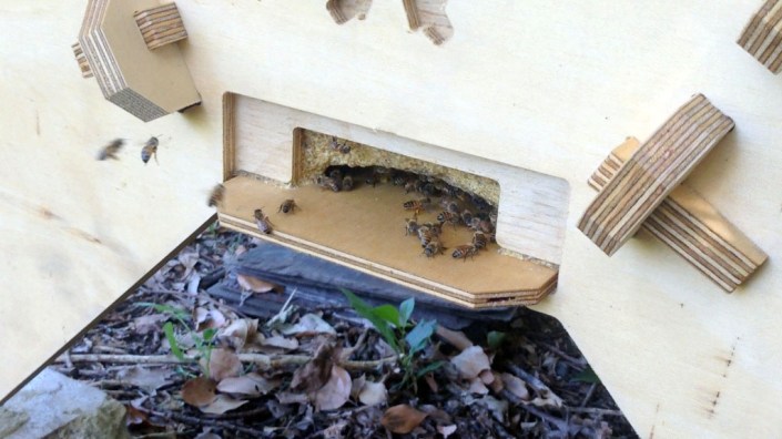 Bees flying into the new hive.