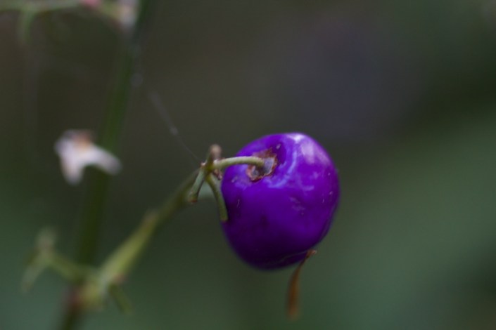 These are a native bush food.