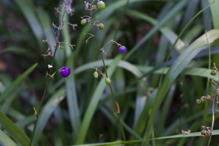 Dianella caerulea (blue flax-lilly) produces bright blue/purple berries.
