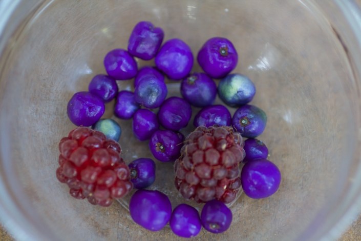 One afternoon's modest harvest of berries.