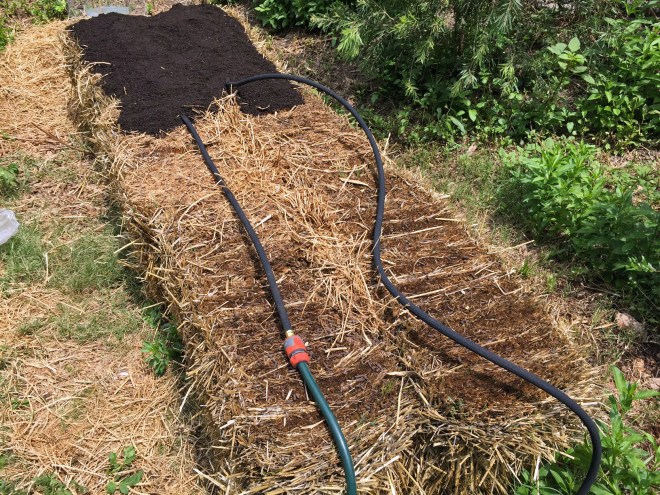 A soaker hose laid across the straw bales, with the start of a layer of planting mix.