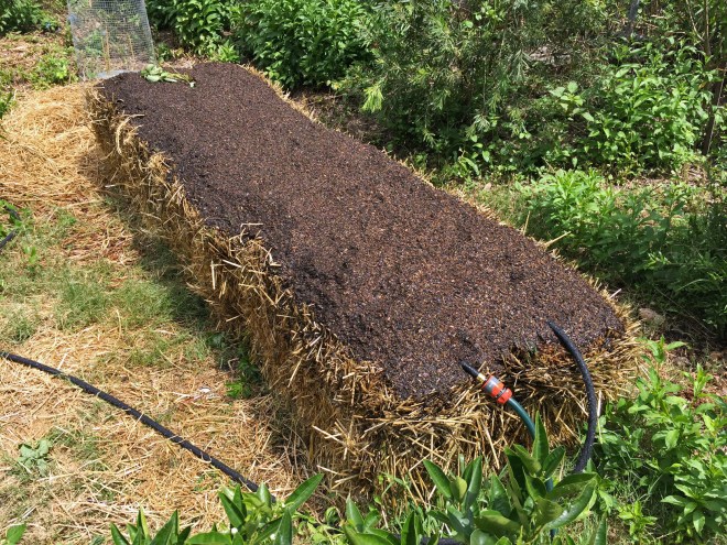 The straw bale garden fully set up -- now I just have to wait for the seeds to sprout.