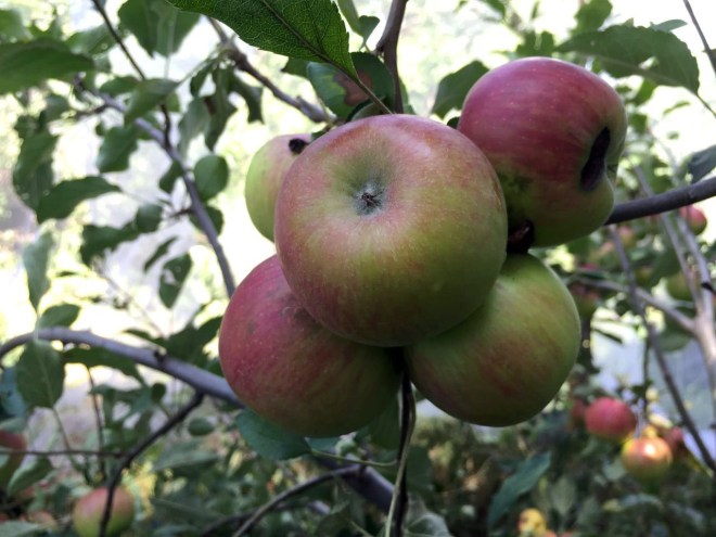 Our first real crop of Jonathon apples ready for harvest.