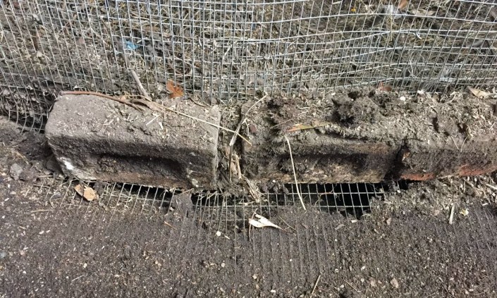 Evidence of rats trying to tunnel into the chicken run