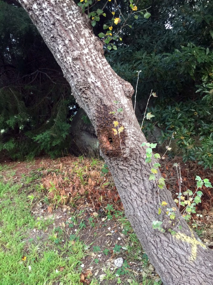 A bee hive at home in the hollow trunk of a poplar tree.