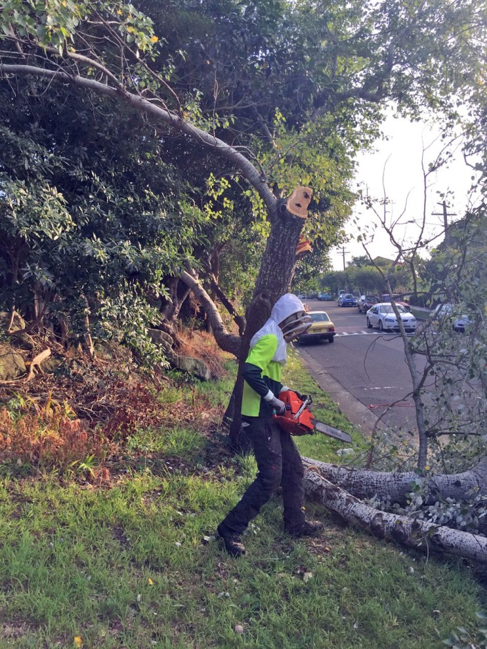 Off comes the top of the tree!