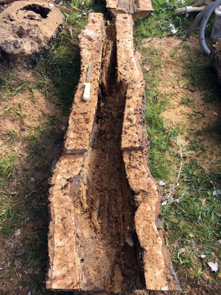 The remains of an amazing natural hive.