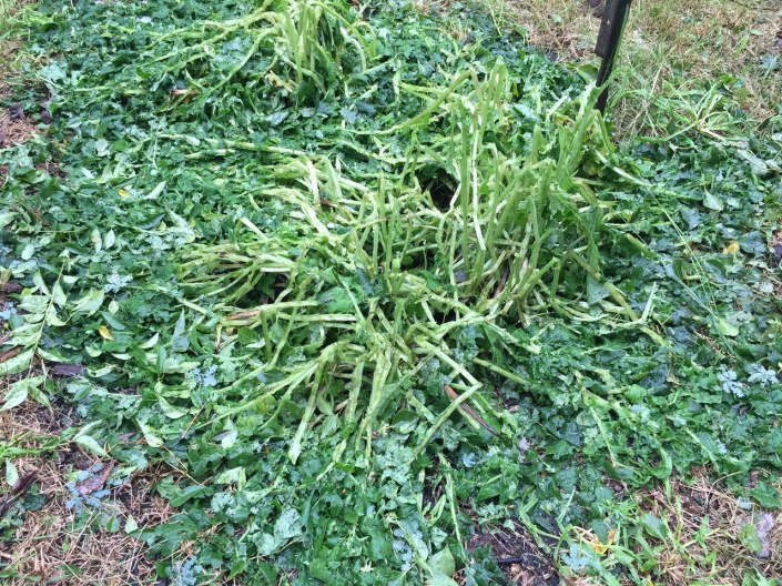 Pounded by hail into oblivion!