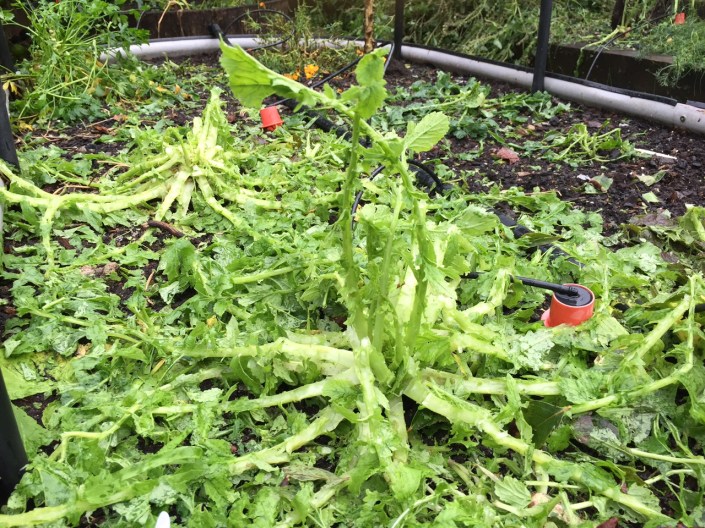 These used to by daikon, surrounded by cabbages...