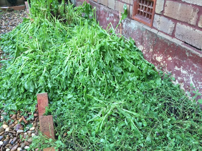 The sorrel will undoubtedly survive, but it ain't pretty