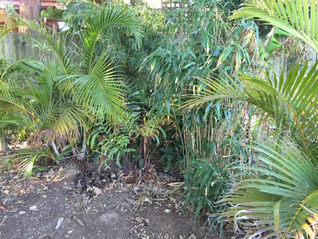 An instant jungle behind our house, and a living legacy of mum's passion for gardening.