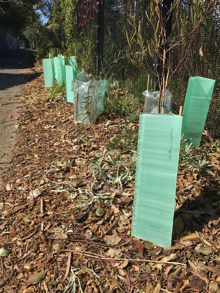 Mulch and forestry tubes are the friend of an exposed native garden.