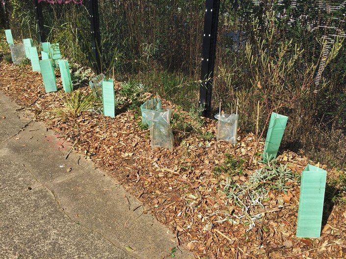 Many of the more established plants are 0.5m high, going into a fresh growing season.