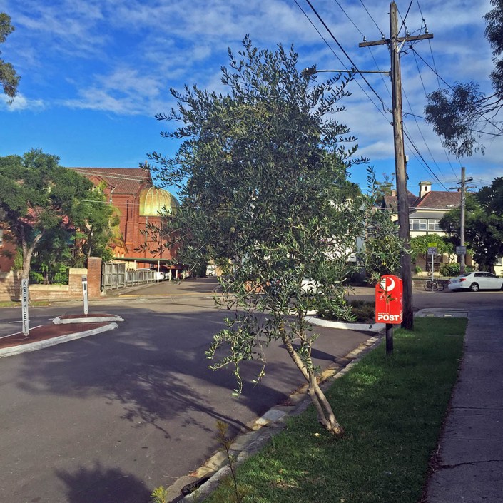 A guerrilla-gardened olive tree in the verge.