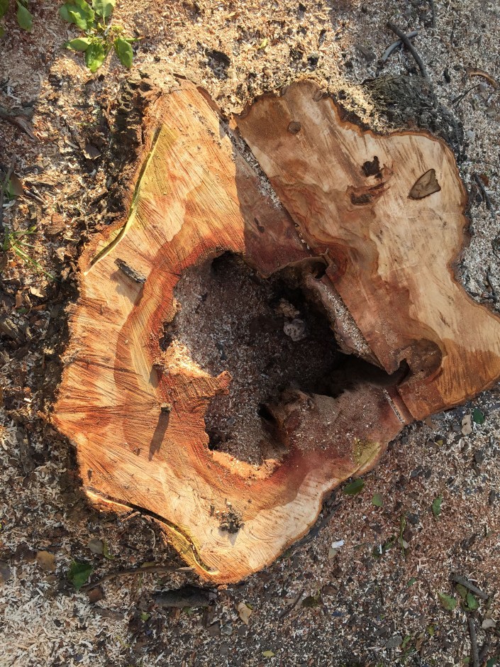 The hollows went right down into the ground, making a huge internal space.