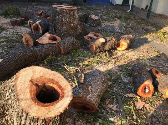 Hollow trunks in camphor laurels, perfect as a home for bees.