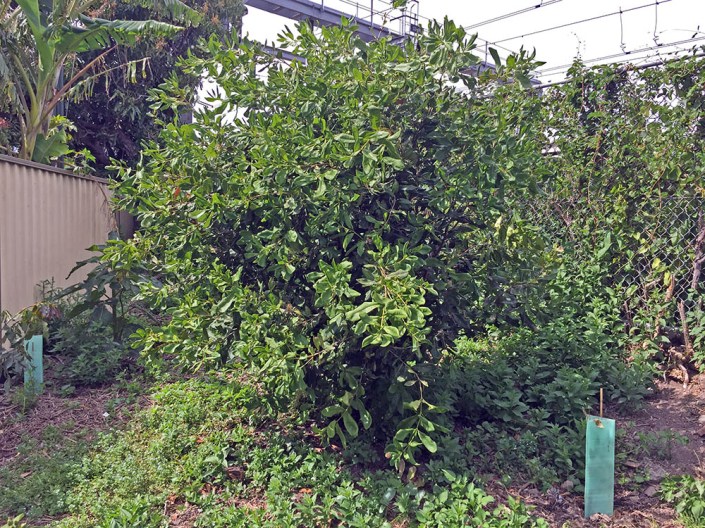 Our 4 year old macadamia tree, still small at 3m high.