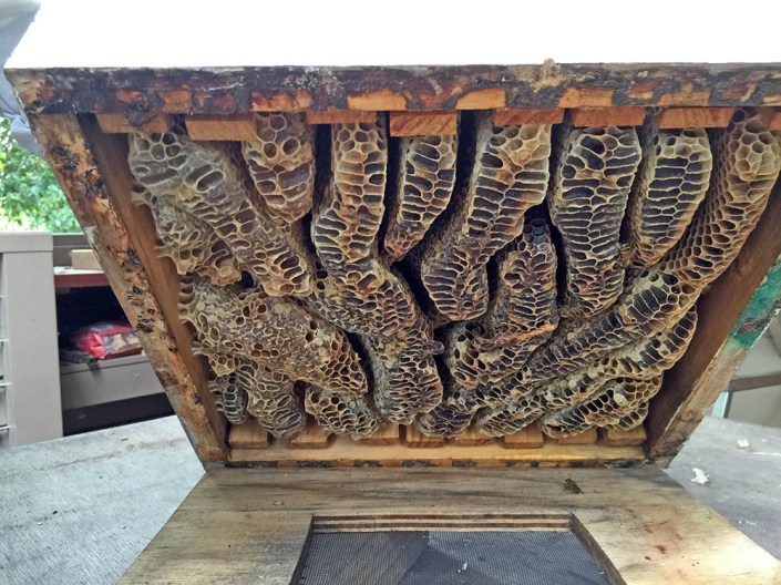 Honey bees making their own patterns...