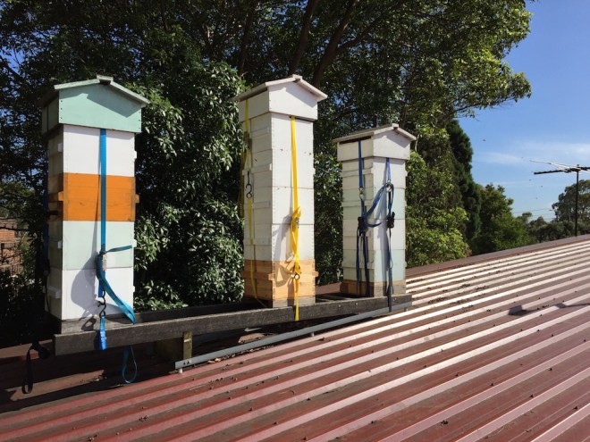 Three full-sized beehives on our roof