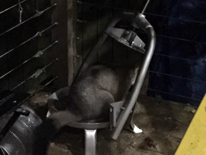 Next night, the possum nibbled the left-overs off the honey press!