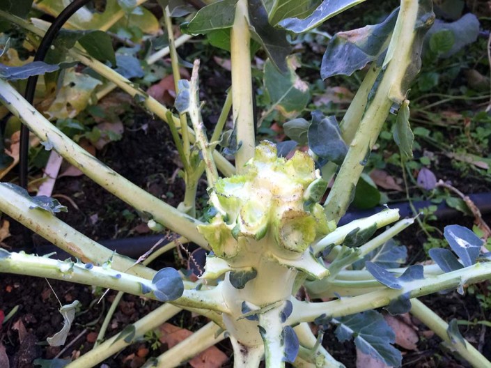 Another former head of broccoli