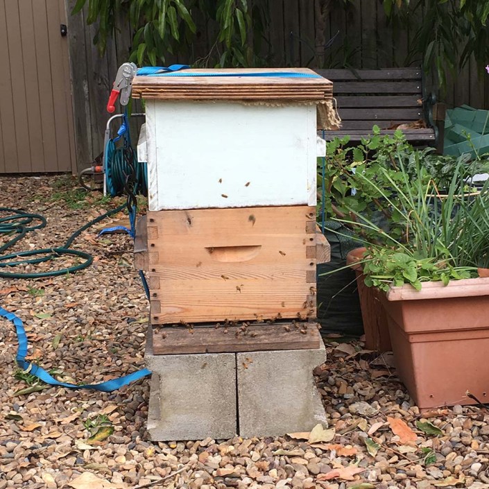 The bees in their new home, temporarily sitting in our front garden