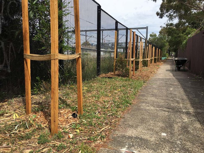 Council-planted native trees alongside the railway passage