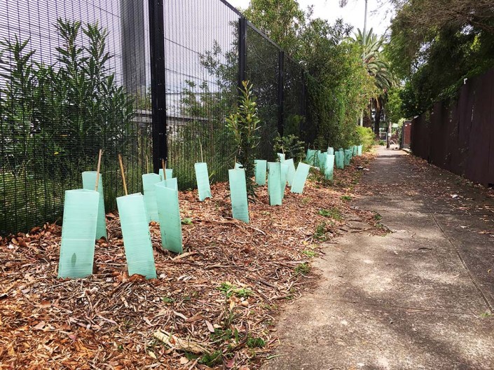 My guerrilla gardening alongside the railway passage