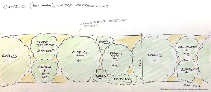 Linear arrangement of citrus guild (version 1.0)